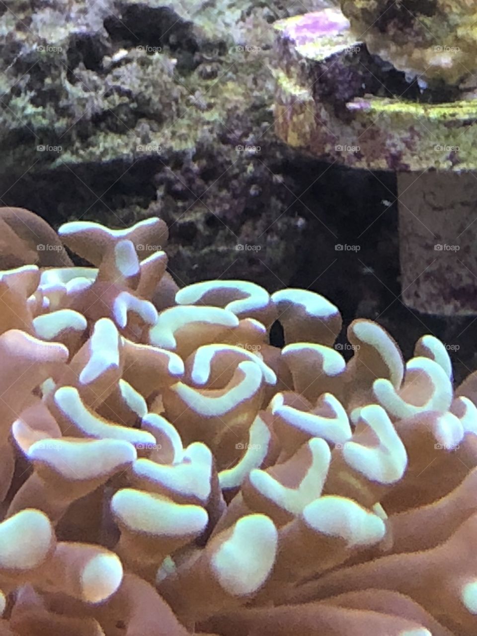 Green Hammer coral 