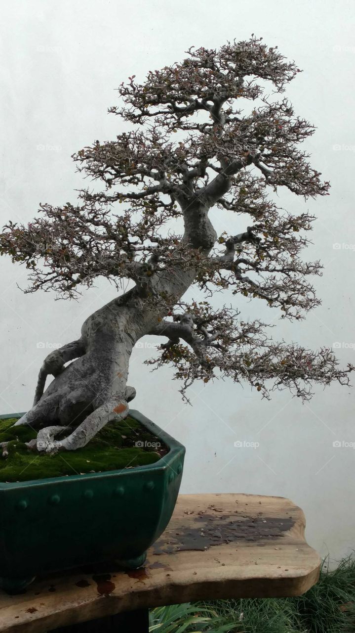 Bonsai Tree