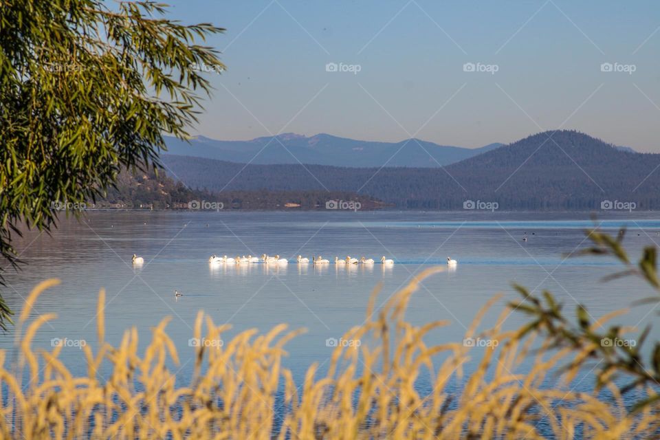 Geese swimming in the lake in southern Oregon with mountains in the background 