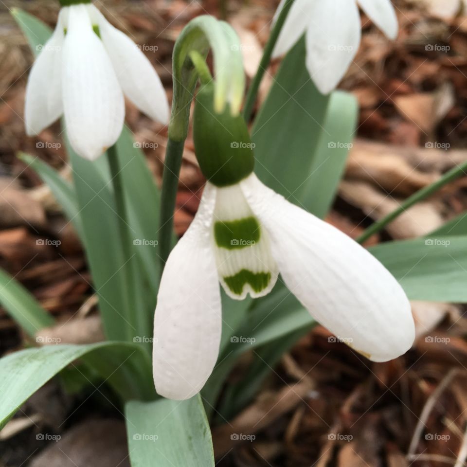 Galanthus nivali