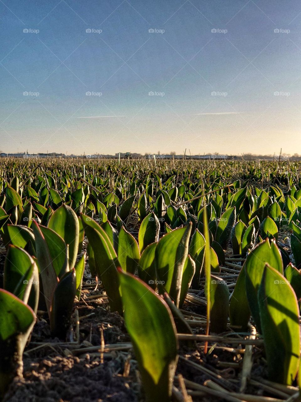 Tulip flowerbulb field