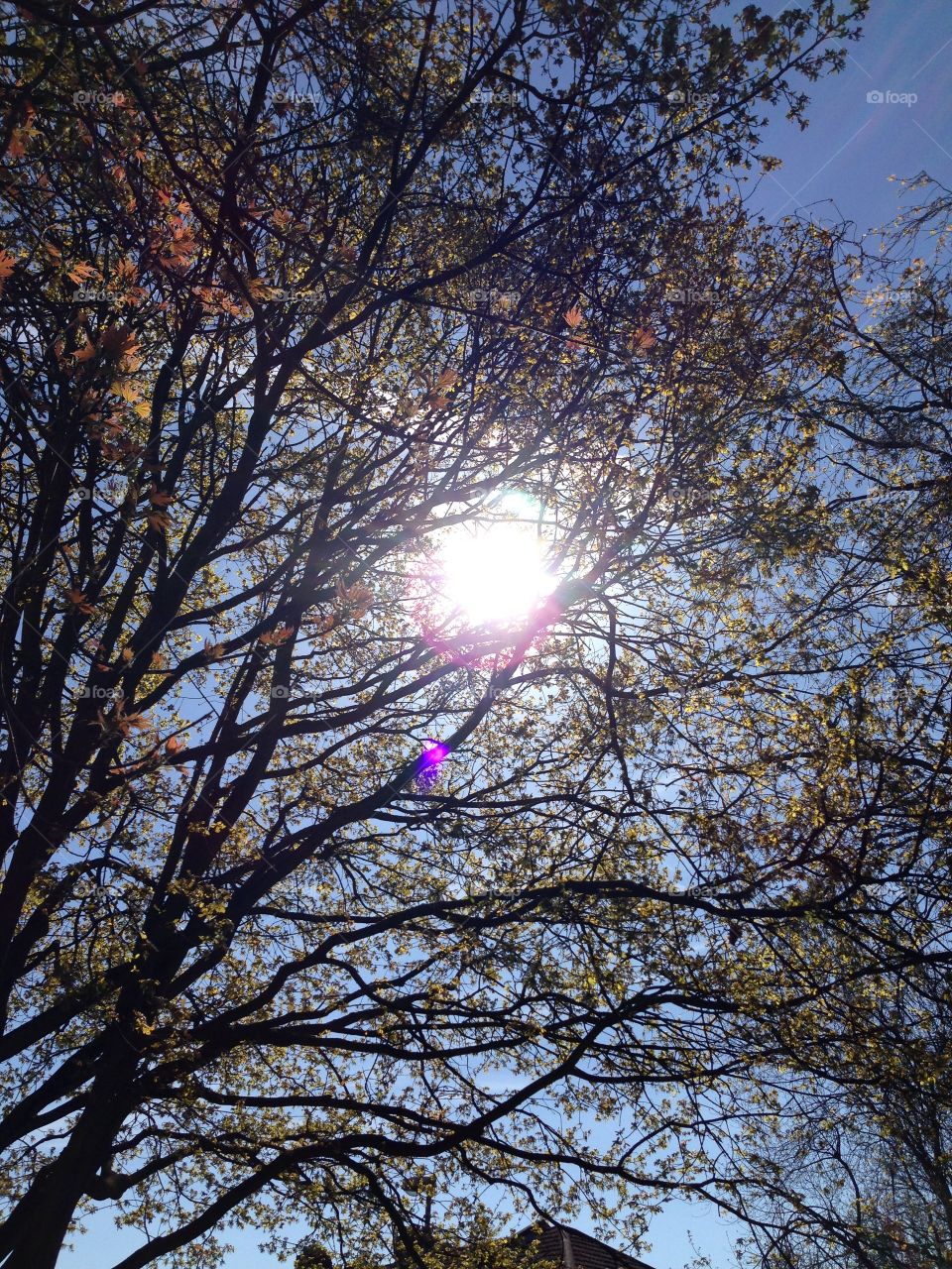 Sun shine through the trees . Sun shines bright 