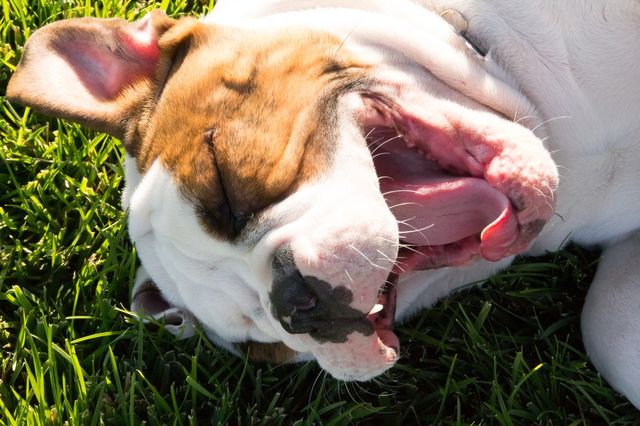 Dog with mouth open