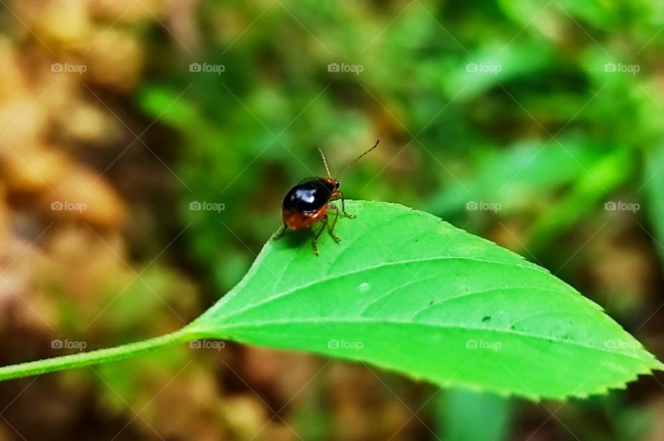 The Leaf beetle is on the leaf 🍃