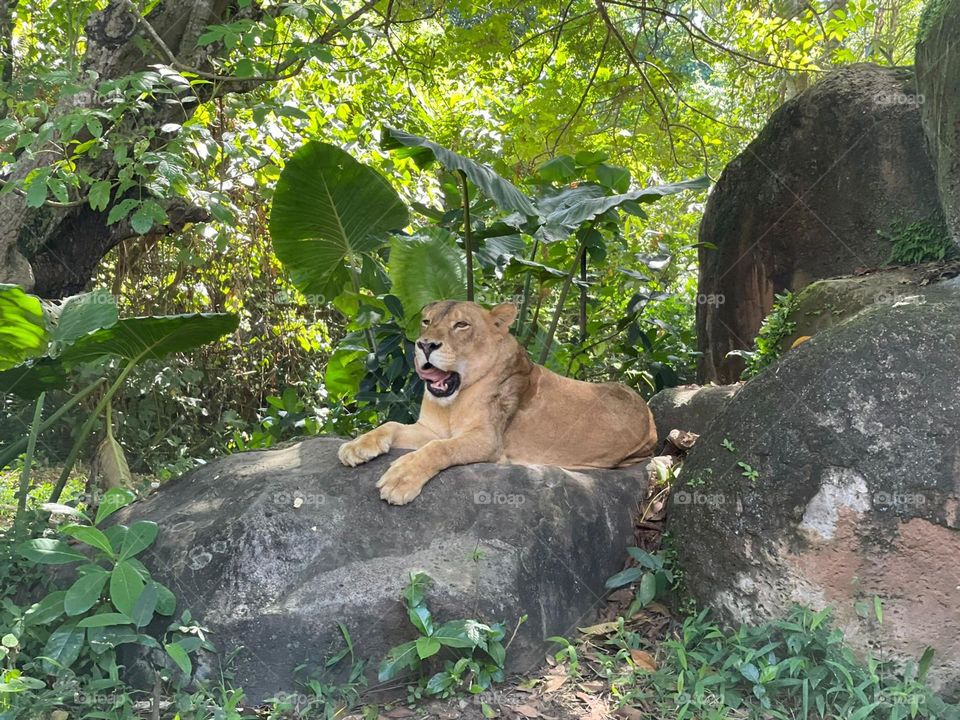 Lion resting