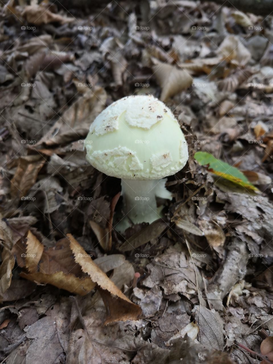 Small mushroom