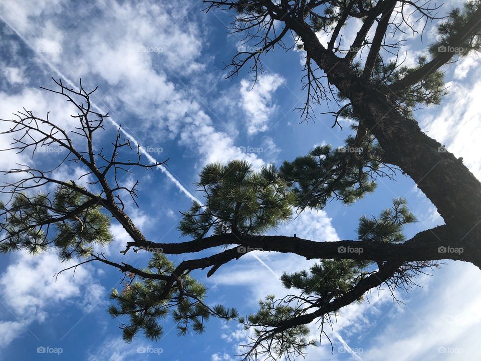 Pine tree with blue sky 