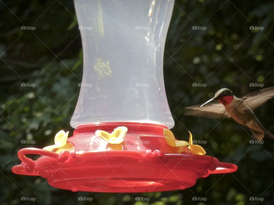 Sunlit feeder and hummingbird on nice summer afternoon.