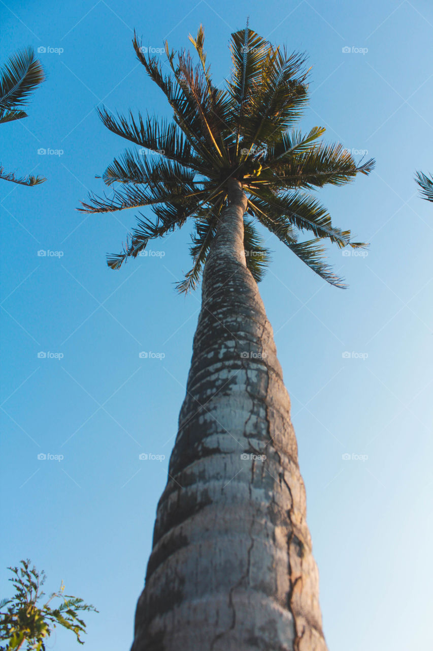 coconut tree