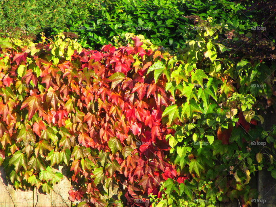 colourful leaves