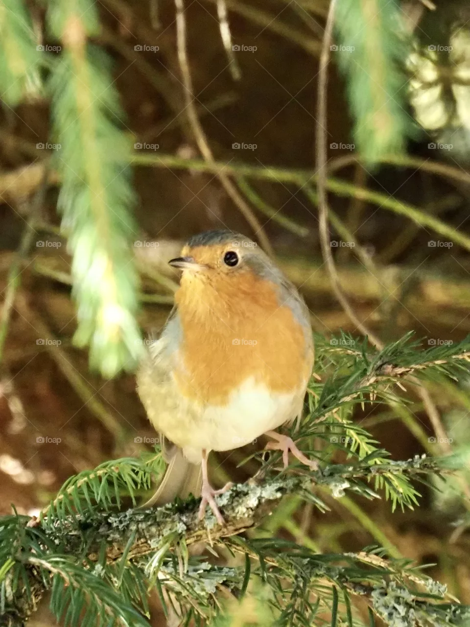 Robin