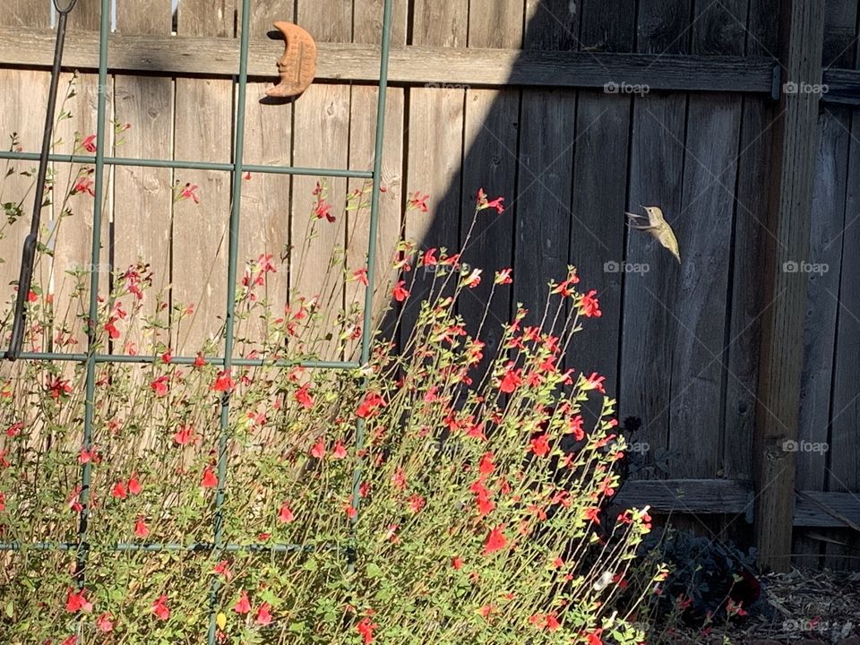 Finally got a photo of this little guy