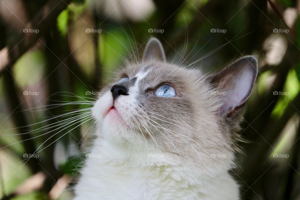 Squirrel alert! Ragdoll tabby cat headshot looking up 