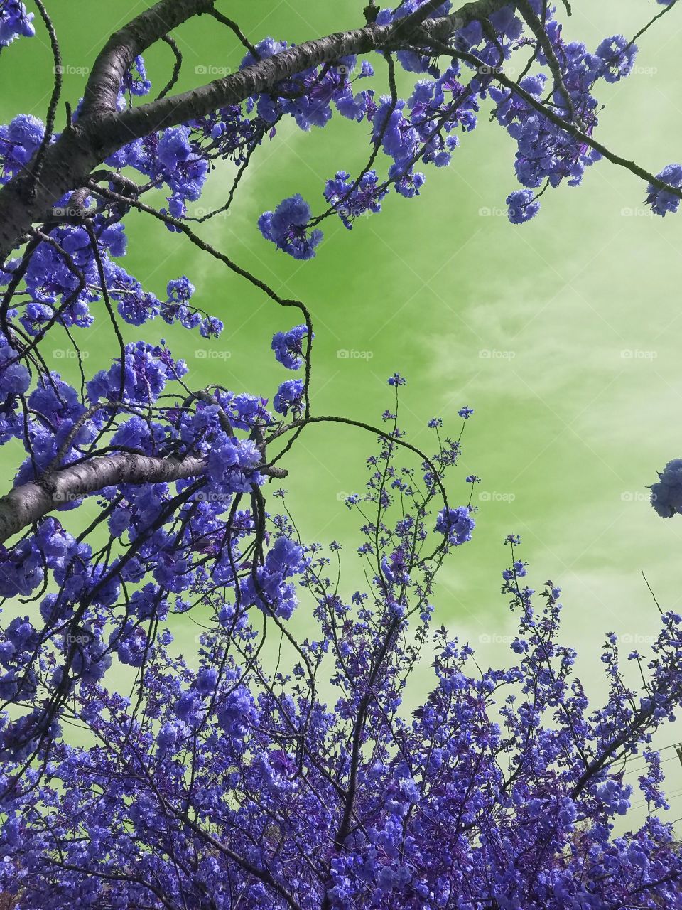 Flower, Flora, Nature, No Person, Tree