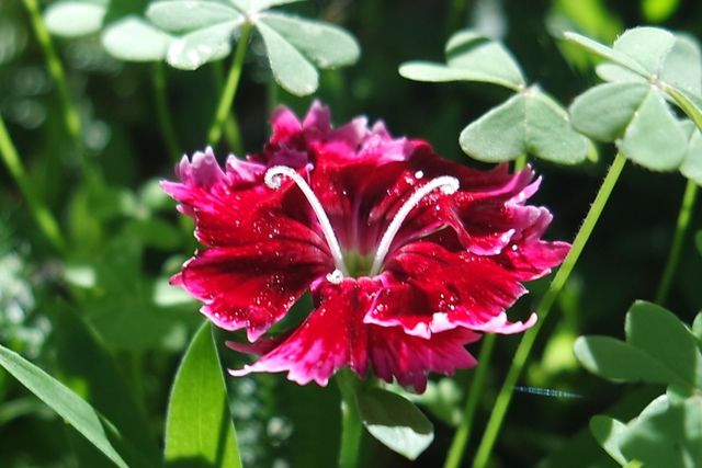 Springing flower