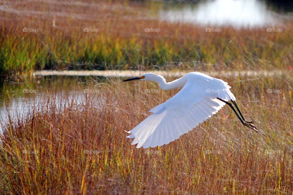 Snowy egret