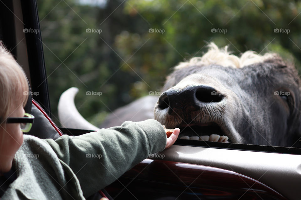 Child feeding a great American Bison from a vehicle