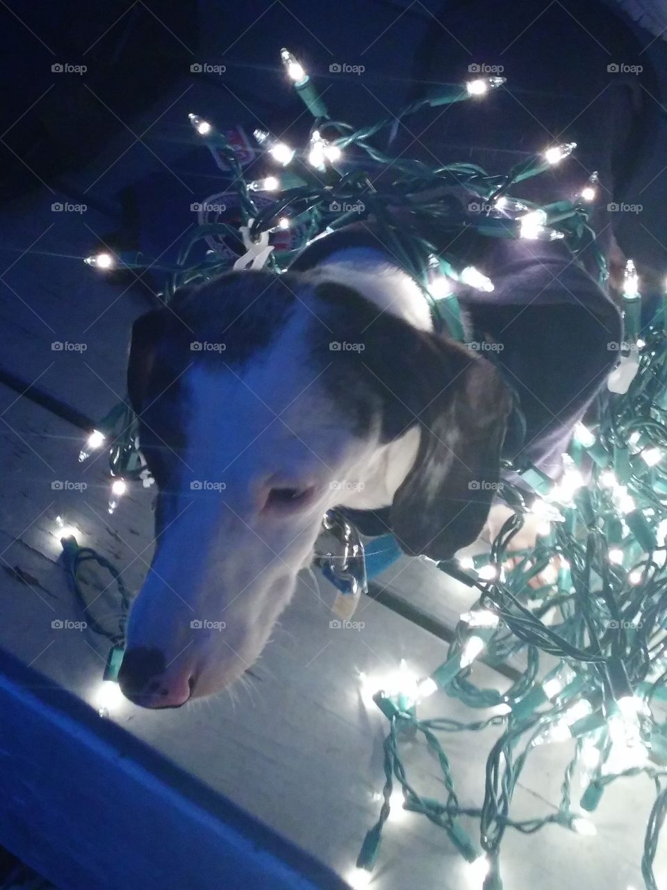 DOG WITH LIGHTS