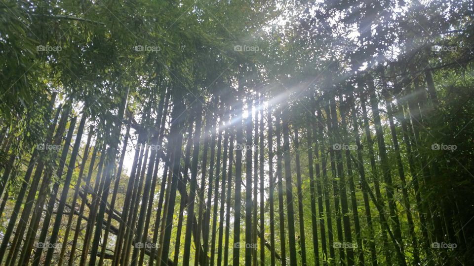 Sun  through the Bamboo