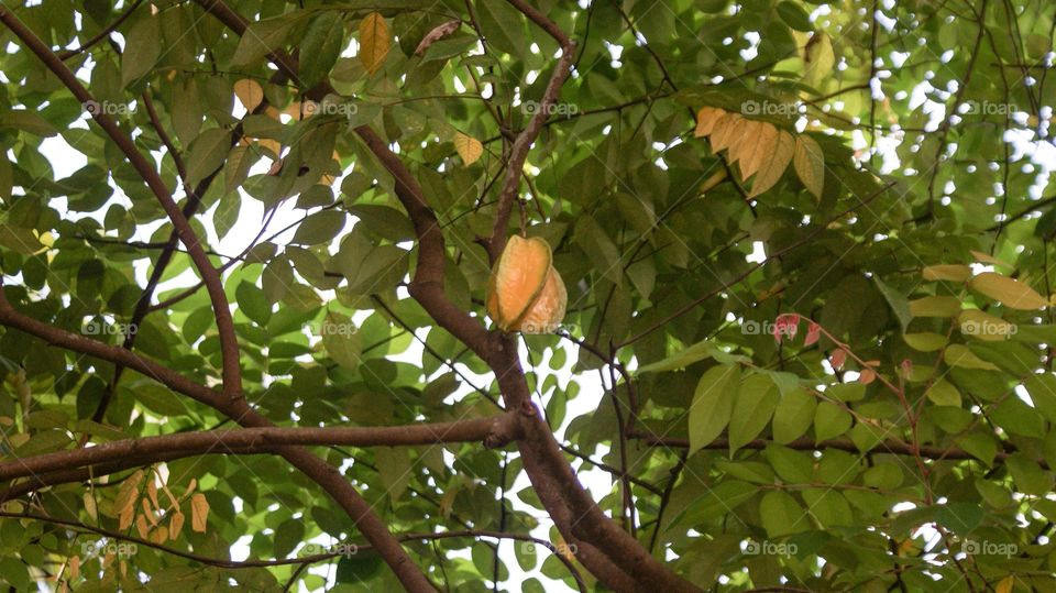 Star fruit