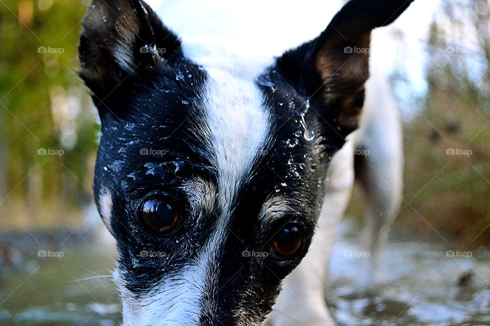 Cute old dog