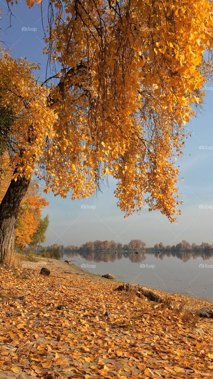 Fall, Leaf, Nature, No Person, Gold