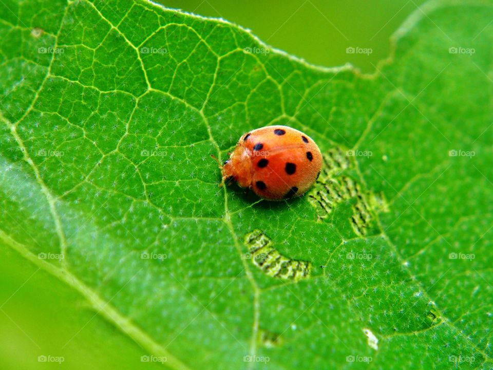 ladybug