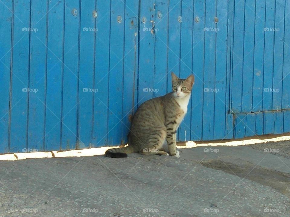 Beautiful cat against the blue door.