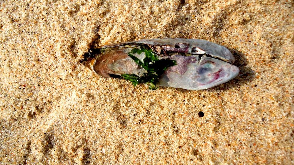 Shell on the beach