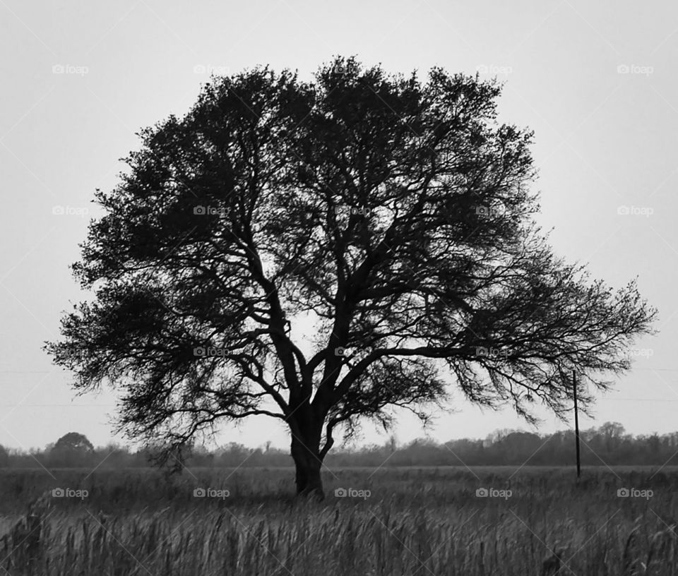 Lone tree