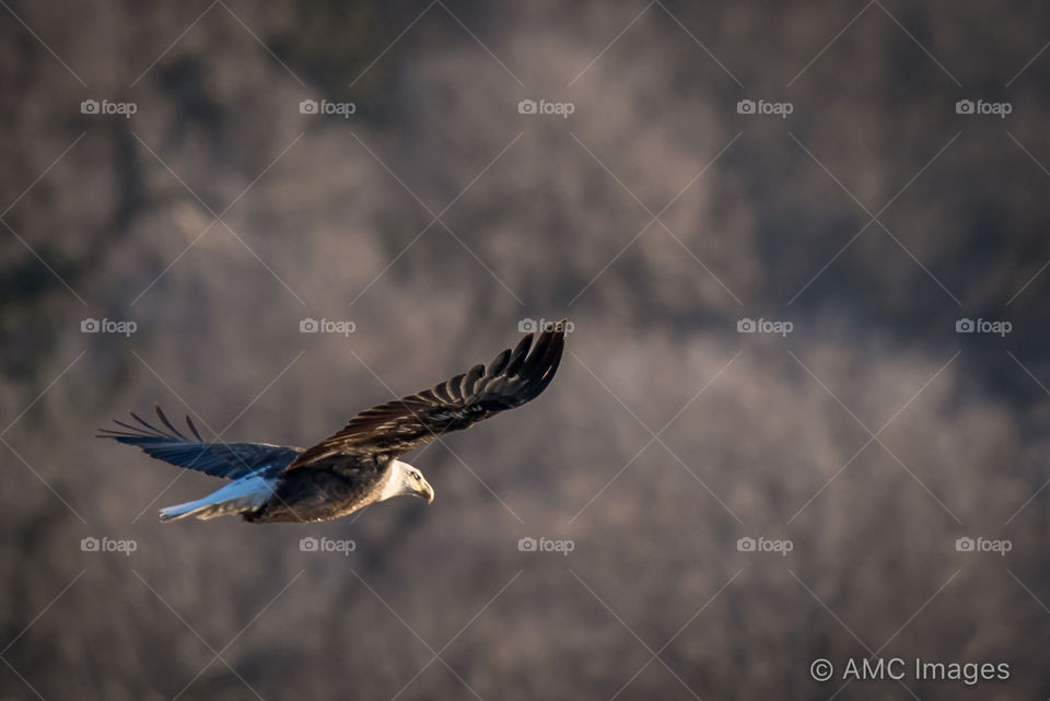 Soaring Bald Eagle in Prairie du Sac, Wisconsin