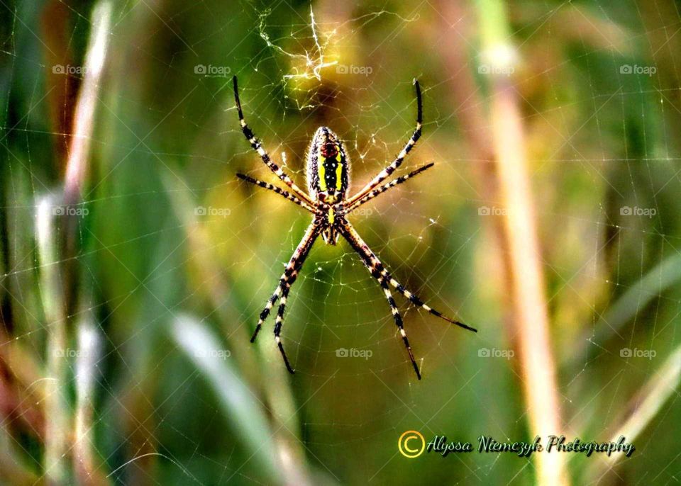Stunning Orb spider by the water "Patience is a Virtue". Beautiful blurred background.