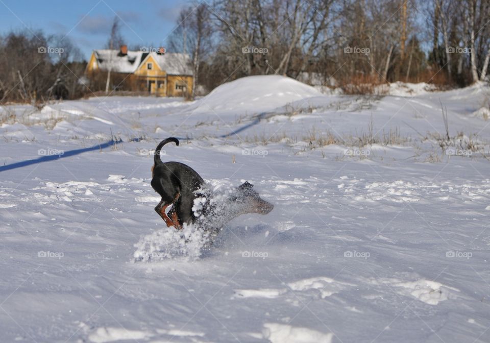 Miniaturepinscher in snow