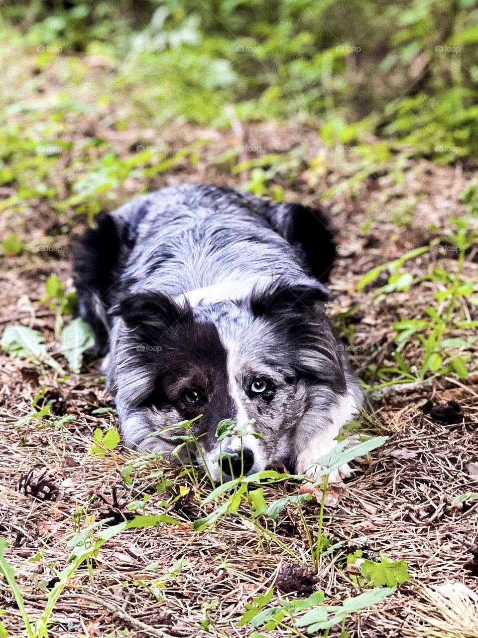 Border collie on the walk in the 🌳