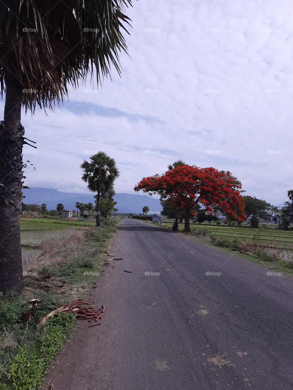 may flower in road
