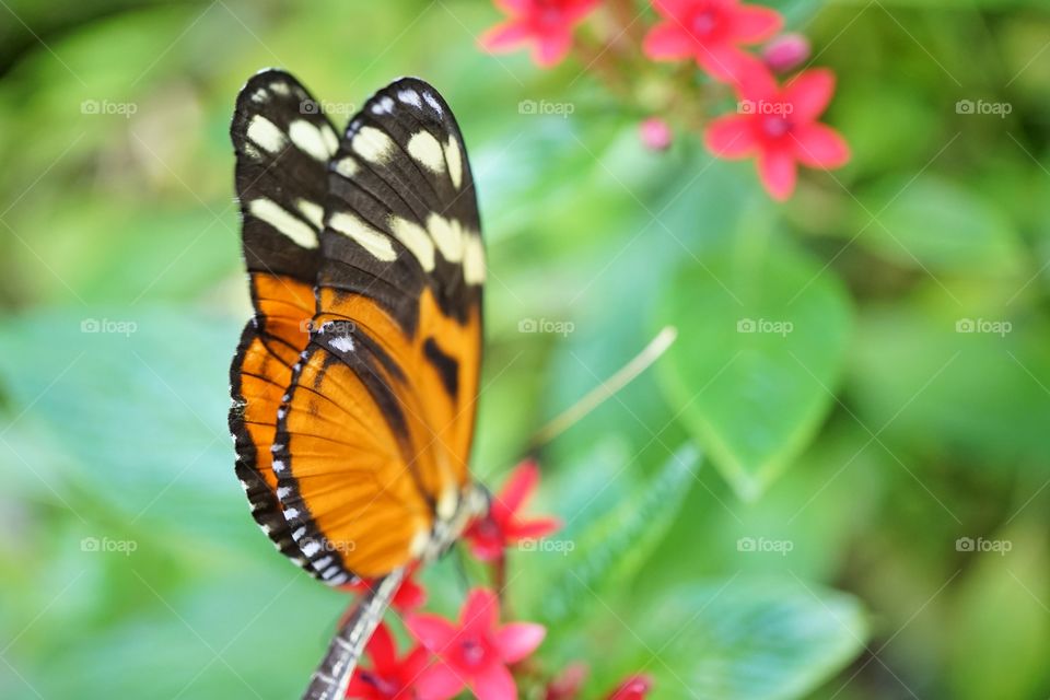 Isabella Longwing Butterfly
