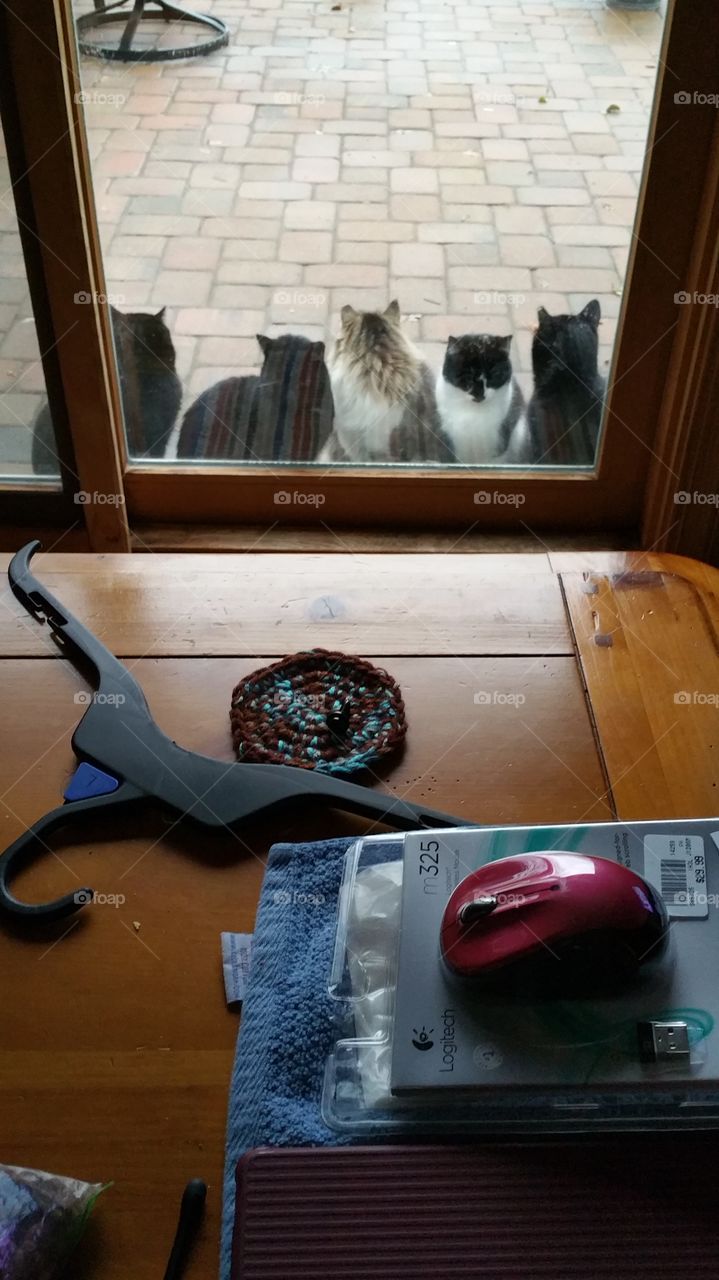 I see you in there. several of our feral carts seem ready to eat.