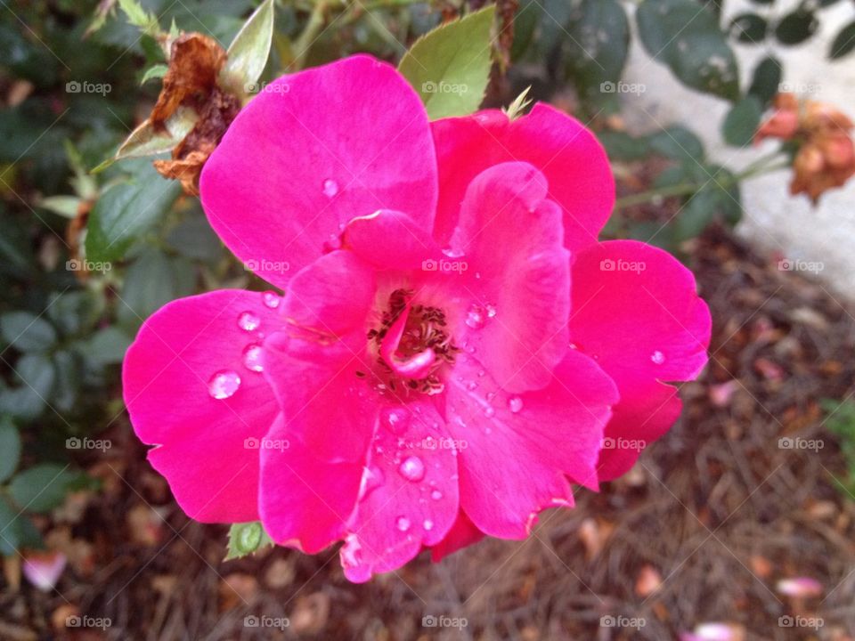 Rosé Rose with Raindrops