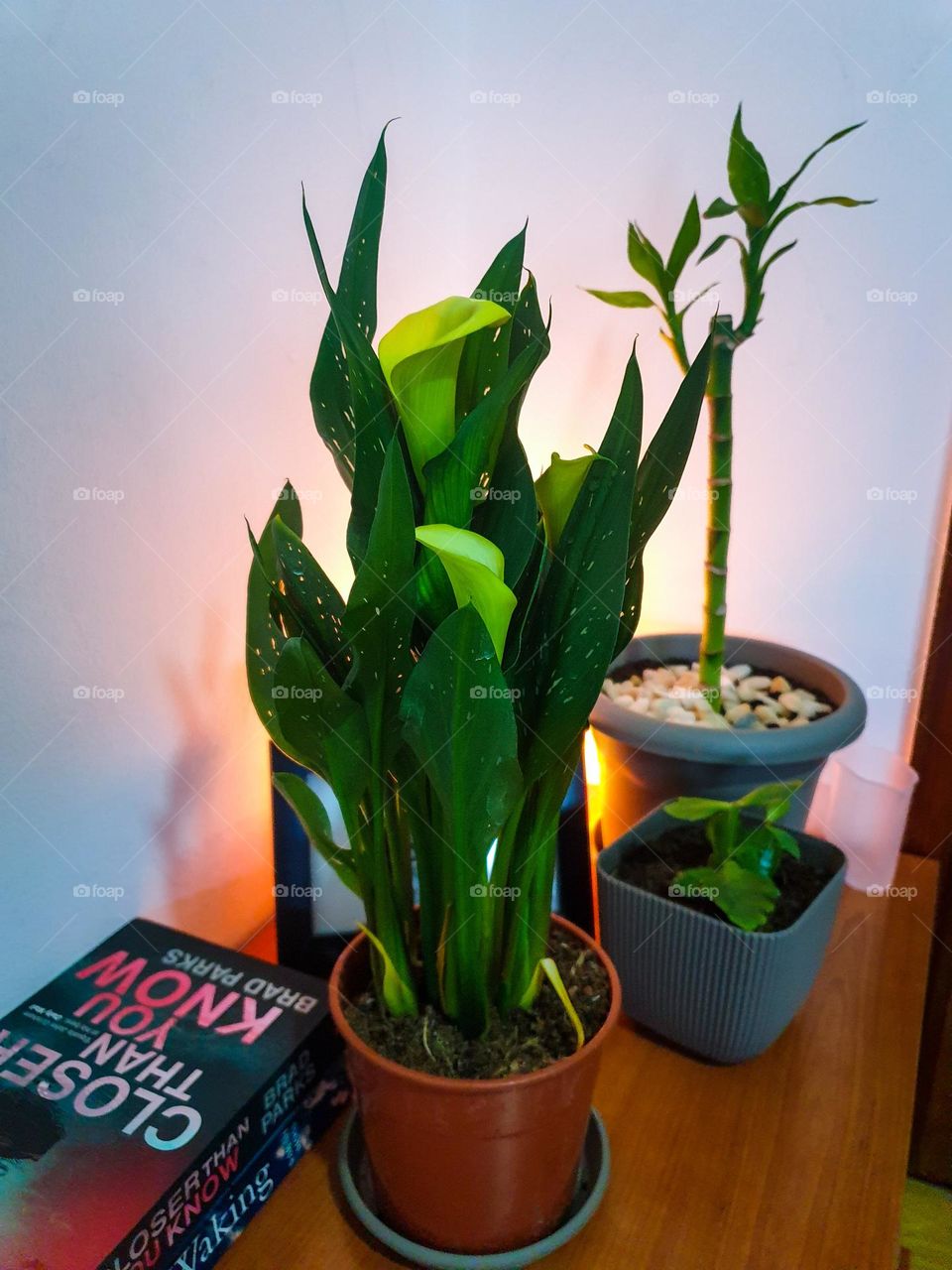 Plants, plants at home