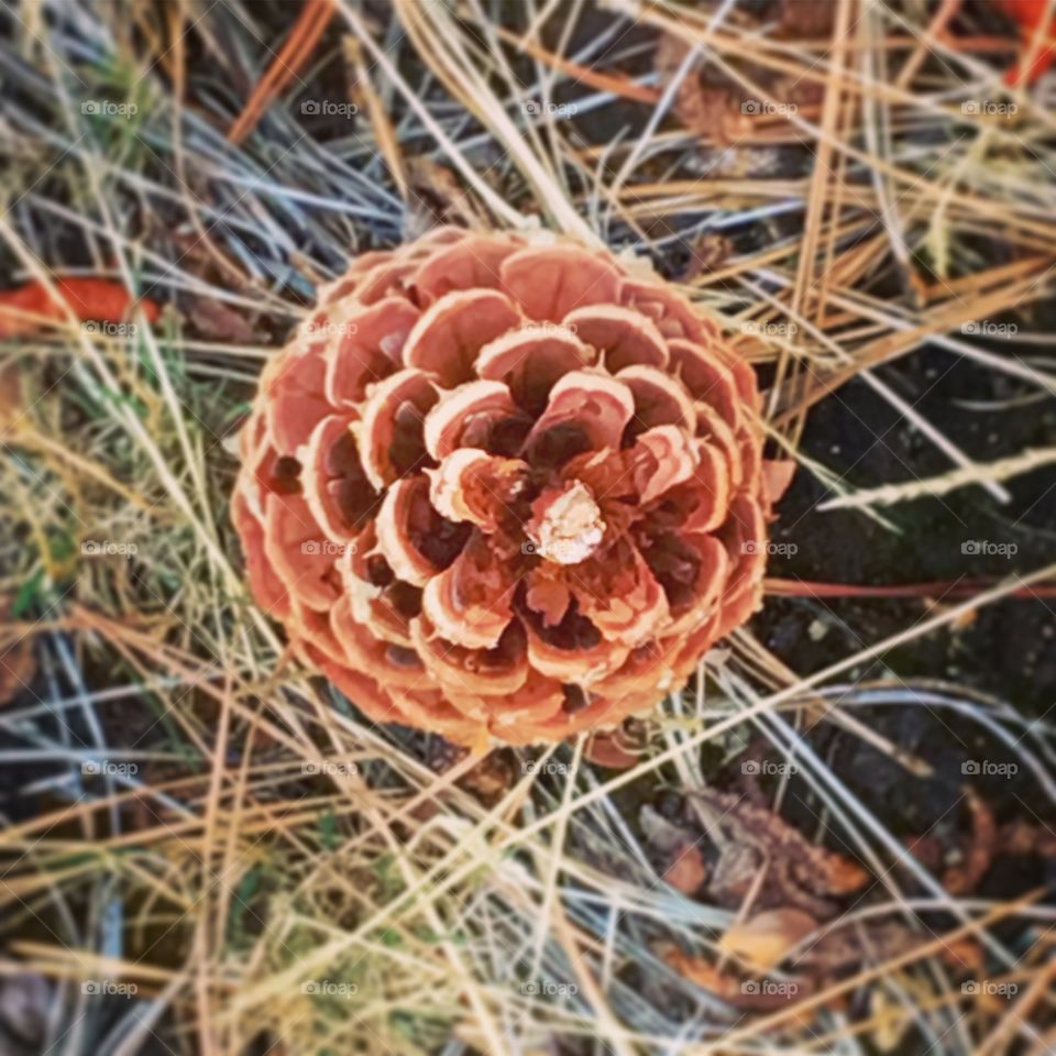 Cone of the pine