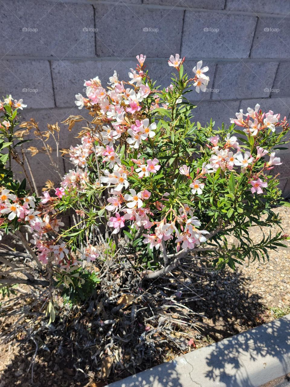 Spring in the desert, a wide variety of plants in bloom, you can find beauty in the smallest places.