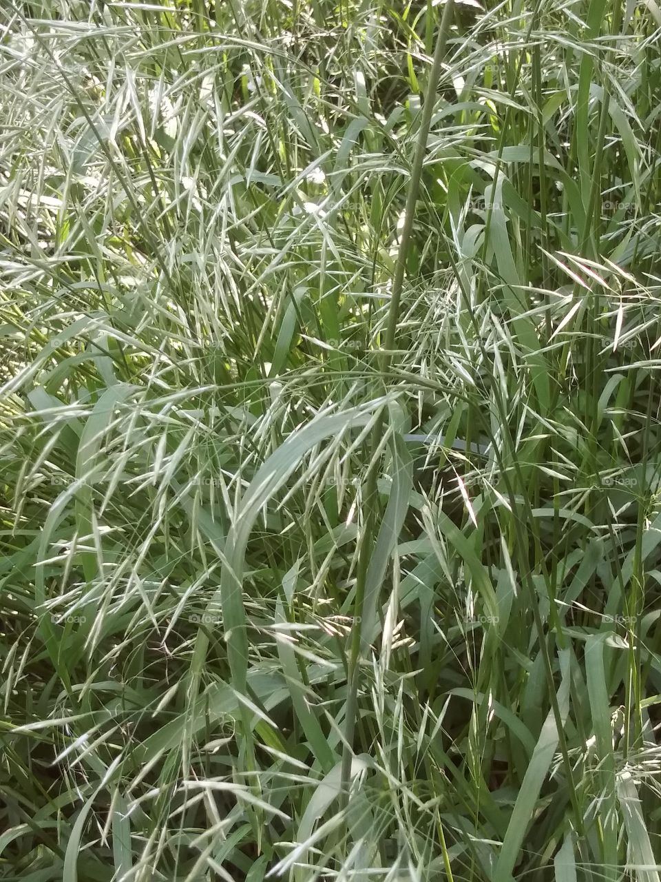 tall grass