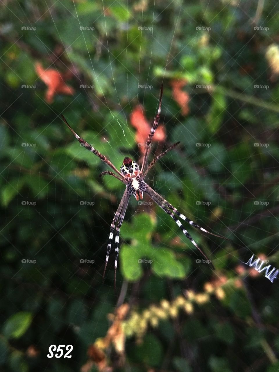 Signature Spider (male)____S52