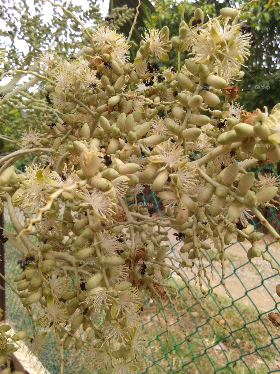 palm landscape garden, bees are coming to get the honey