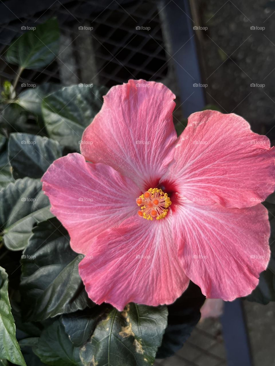 Hot pink Hibiscus flower.