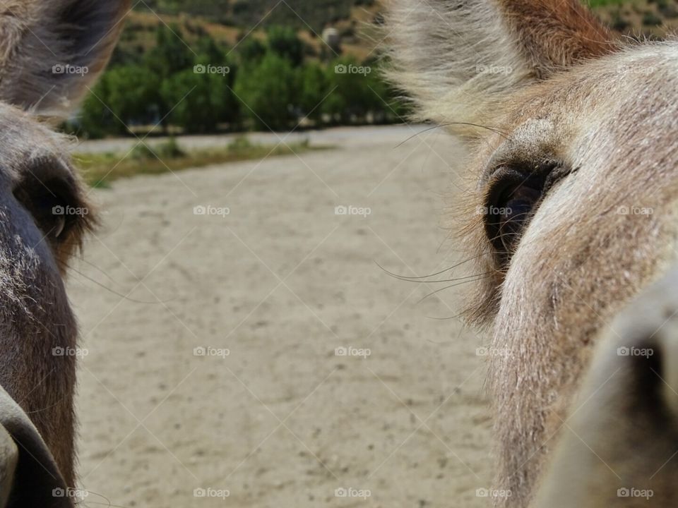 close up of two donkeys, background