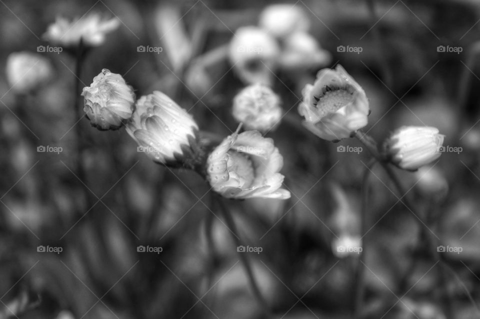 Flower, Nature, Flora, Garden, No Person