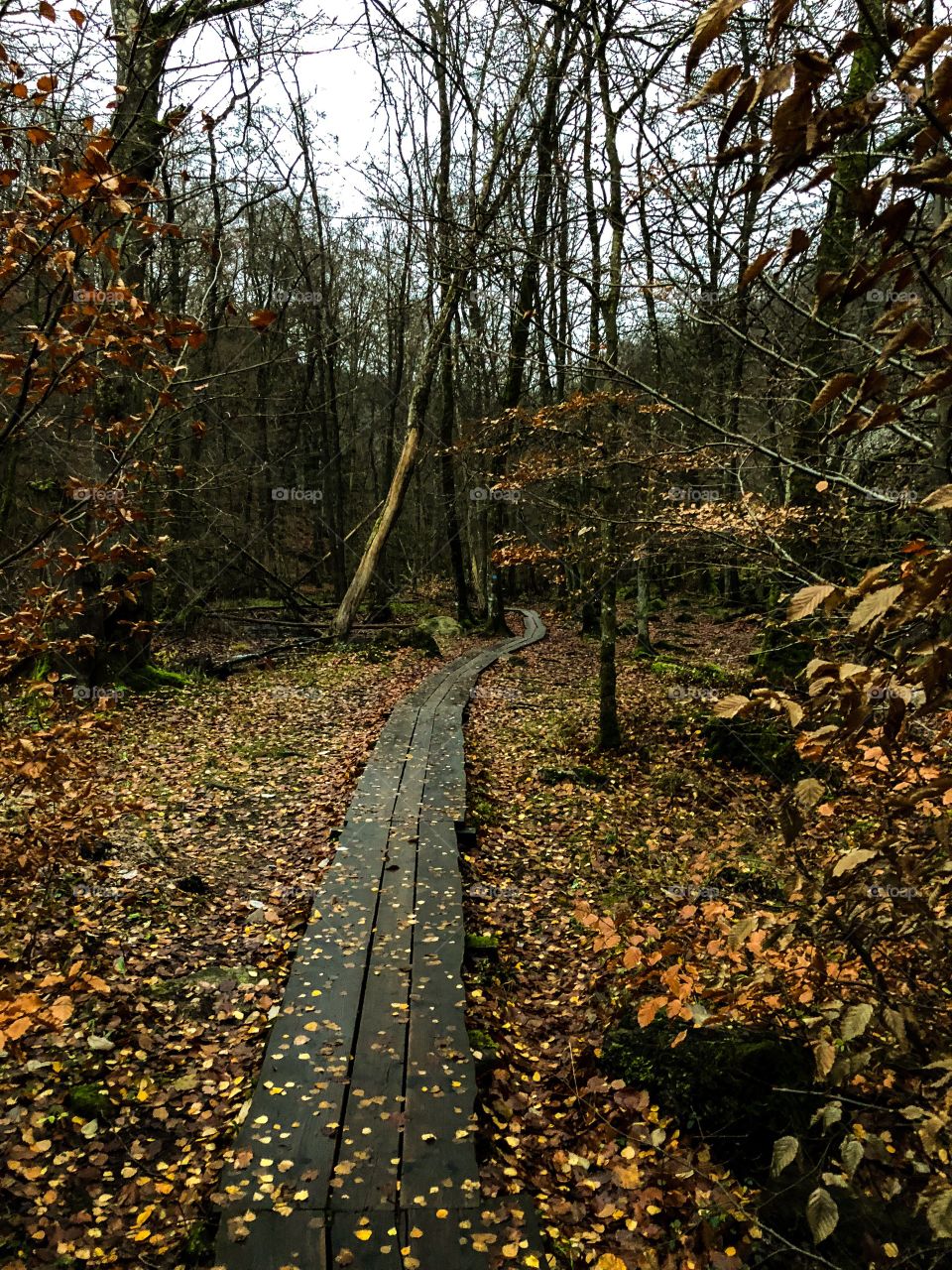Söderåsen Nationalpark Sweden