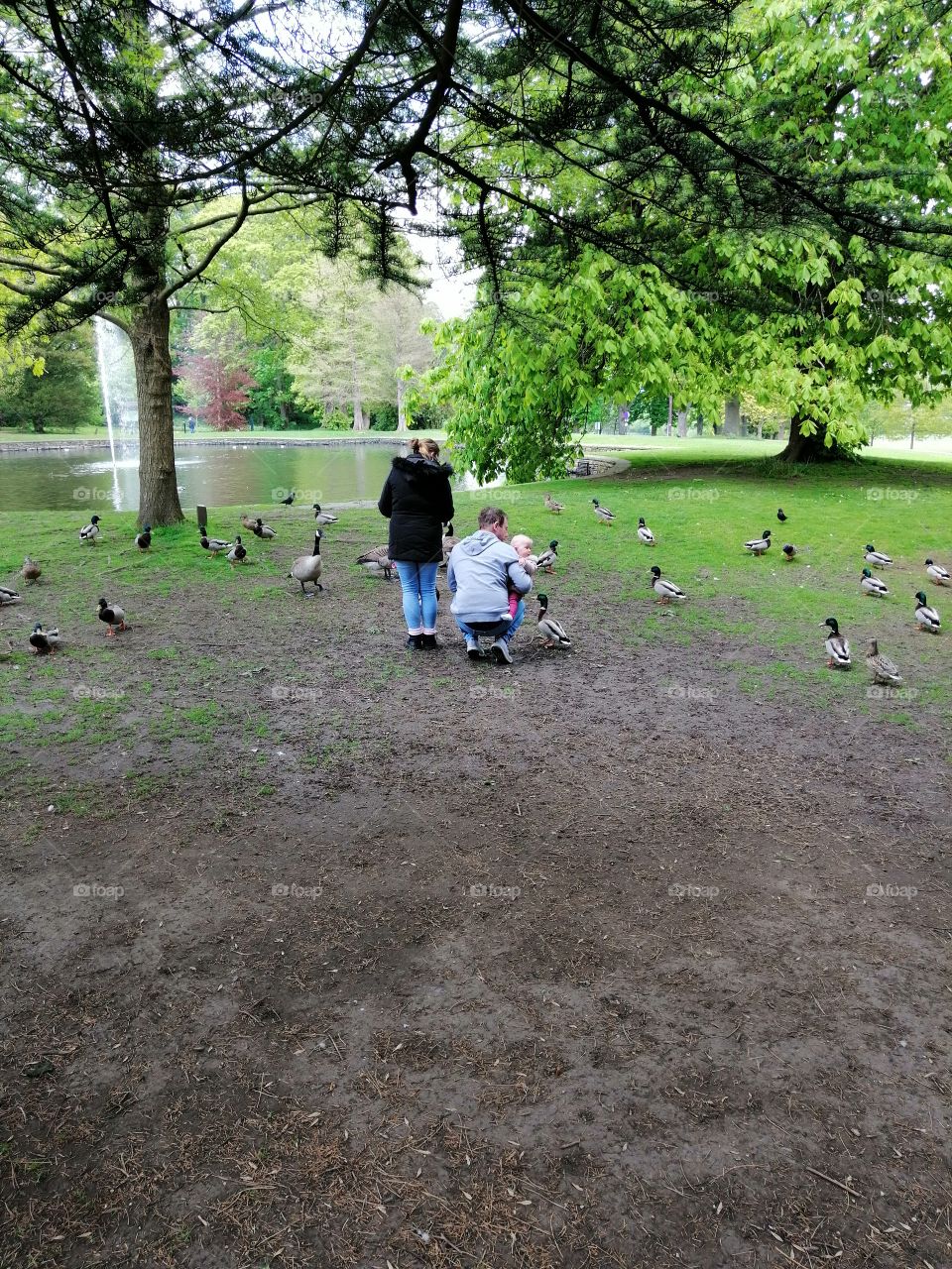 Family Feeing The Ducks At Townley Park Burnley Lancashire