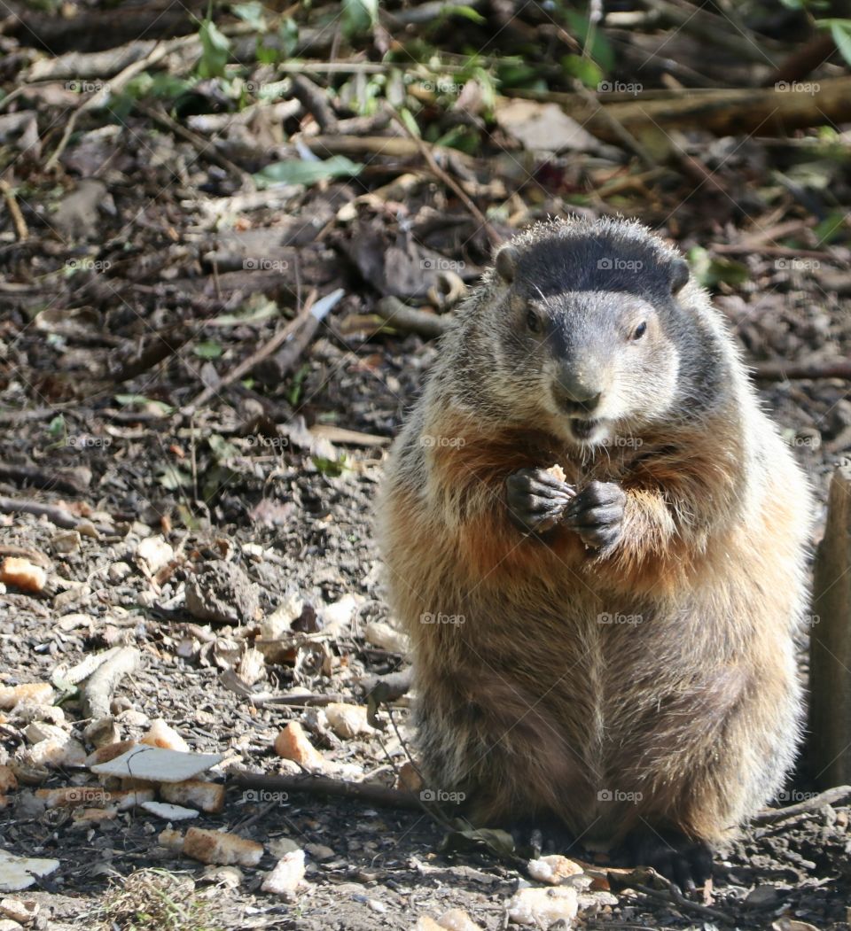 Groundhog eating